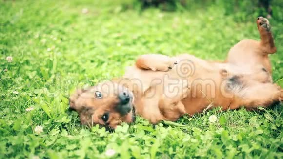 狗躺在草地上视频的预览图