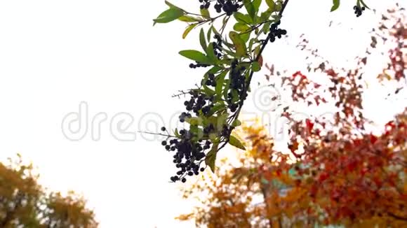 秋天的天空下树枝上的绿叶和黑色成熟的浆果在风中摇曳视频的预览图