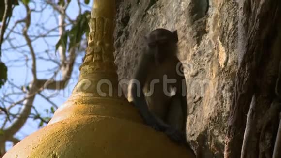 猴子坐在金色的雕像上视频的预览图