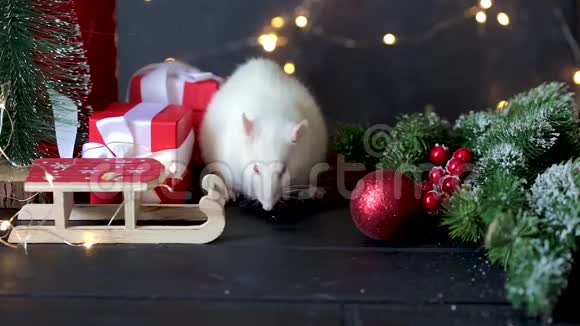 新年的视频象征着2020年的白鼠老鼠坐在圣诞礼物冷杉树枝和花环的背景上视频的预览图