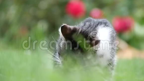 与小猫在家后院停留在草地和清洁她的皮毛的形象视频的预览图