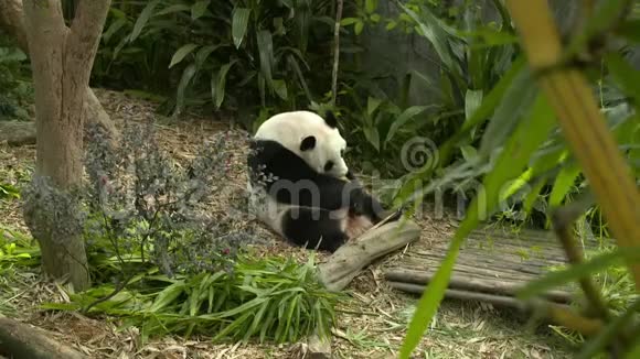 熊猫坐着舔自己视频的预览图