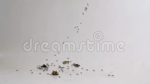 4K蚂蚁的时间流逝视频的预览图