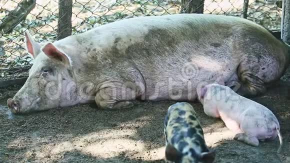 家养的小猪在成年母猪旁边休息视频的预览图