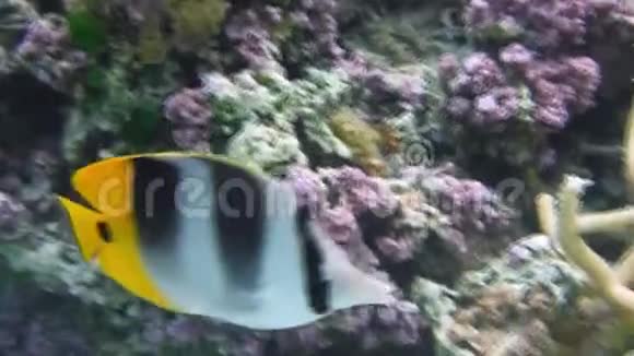 明亮的热带小鱼在自然栖息地特写视频的预览图