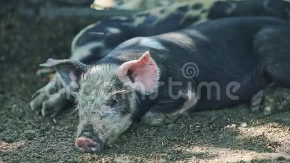 特写小黑猪放在其他小家猪旁边视频的预览图