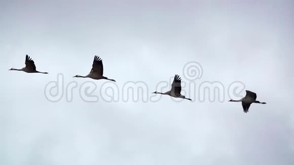 四只仙鹤的飞行速度非常慢视频的预览图
