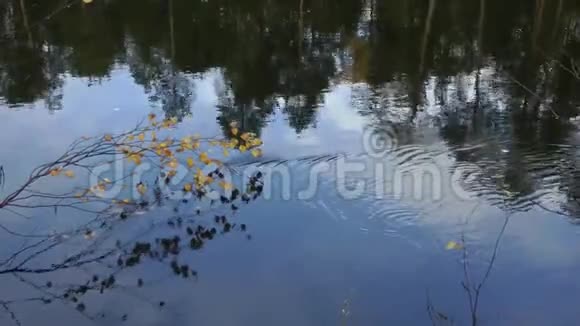 河中森林的倒影和秋天水面上落叶视频的预览图