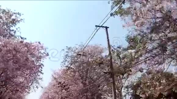 粉红色的喇叭树排在路上视频的预览图