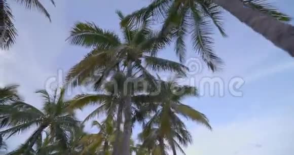 仰望棕榈树的活动淡蓝色的天空4k60p视频的预览图