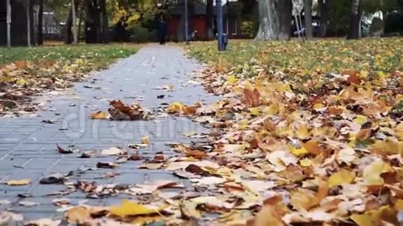 秋天公园里的摄像机在树叶覆盖的道路上平稳地移动视频的预览图