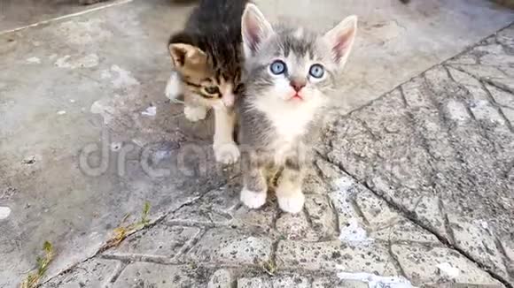 三色小猫画像从上到下查看可爱的家畜马内科猫视频的预览图
