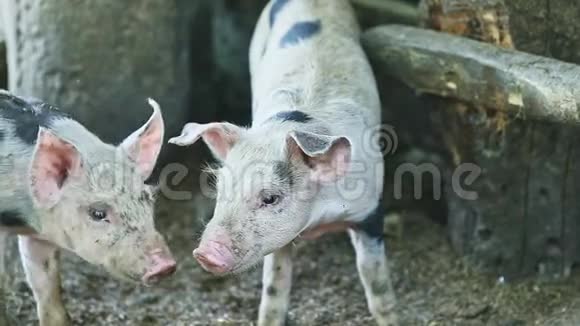 从斑点白色的家养小猪身上视频的预览图