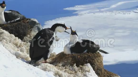鸟巢附近的雄性和雌性蓝眼南极视频的预览图