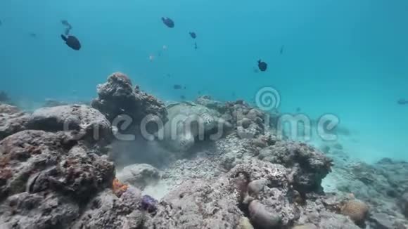 绿海龟将贝壳摩擦岩石视频的预览图