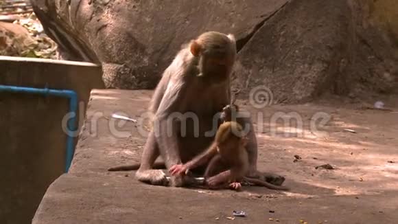 母子猴子玩耍视频的预览图