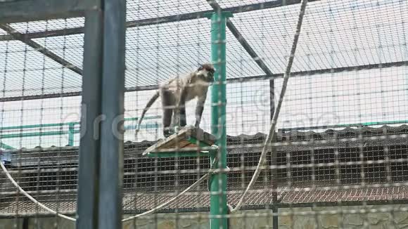 大野猴子在大动物园笼子里跳视频的预览图