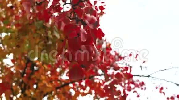 秋天的天空下红苹果的叶子在风中摇曳视频的预览图