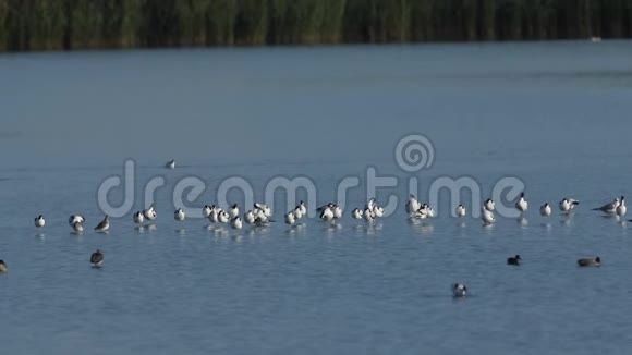 一群阿沃塞特瑞弗罗斯特拉阿沃塞塔与其他涉水鸟类在淡水河口休息捕食和喂养视频的预览图