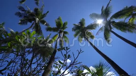 在热带巴哈马群岛的加勒比海太阳穿透棕榈叶视频的预览图