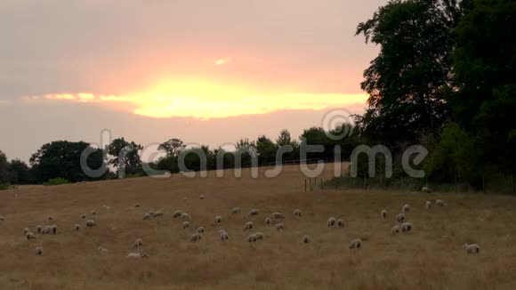 成群的羊在吃草在日落或日出时在农场里散步视频的预览图