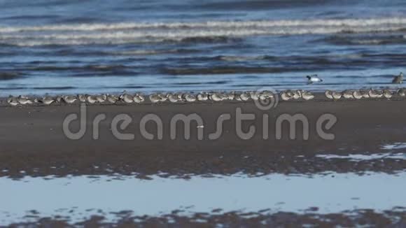 在诺福克海滩的海岸线上休息和捕食的一群结卡立德里斯视频的预览图