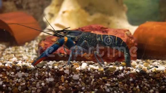 澳大利亚红爪小龙虾特写澳大利亚昆士兰流行的水族馆宠物视频的预览图