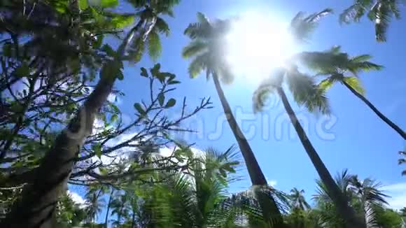 在加勒比海热带巴哈马岛太阳穿透棕榈叶视频的预览图