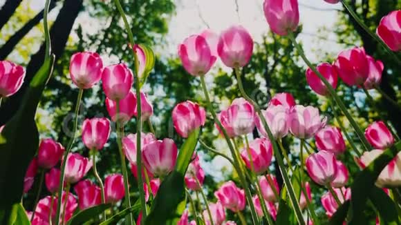 低角度拍摄美丽的粉红色郁金香在风中摇摆花瓣照亮太阳视频的预览图