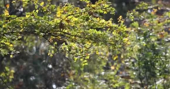 树枝秋叶在微风中摇曳视频的预览图