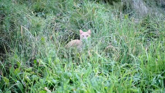 姜小猫坐在茂密的高草中在风中摇曳慢动作视频的预览图