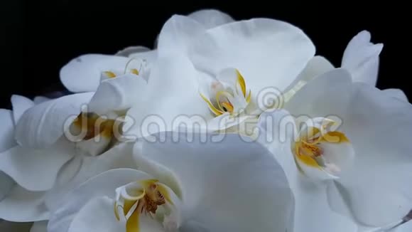 黑色背景上美丽明亮的大白色兰花娇嫩的花瓣在风中摇曳新娘花束婚礼视频的预览图