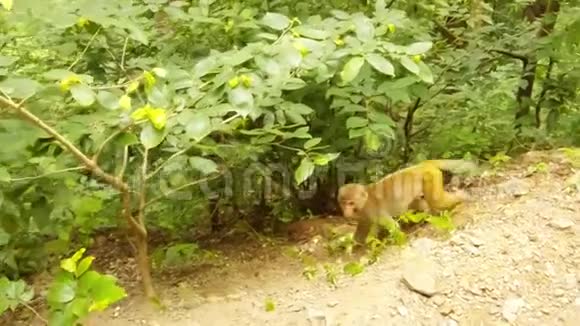 猕猴在落叶林的地面上活动视频的预览图