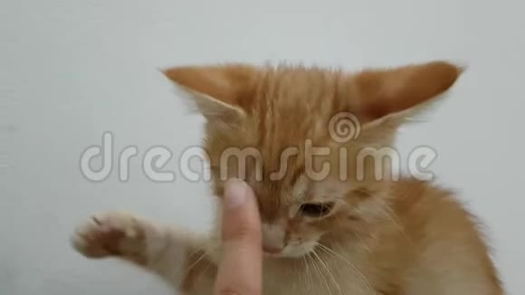 主人正在和一只小红猫玩耍用手指触摸一只小猫的鼻子姜小猫正在攻击手视频的预览图
