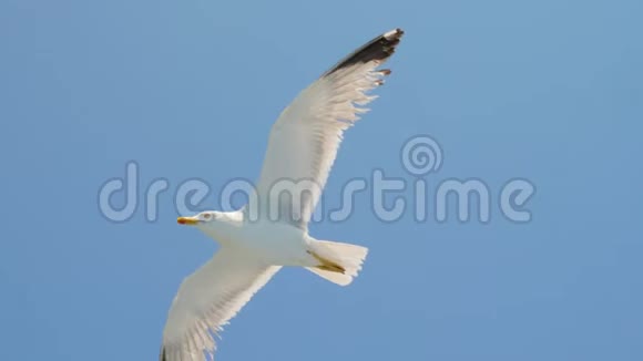 天空中的野鸟旅游机会鸟儿在飞翔海鸥在蓝天上飞翔海鸥在天空中翱翔视频的预览图
