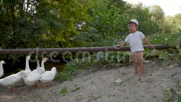 一个孩子在河边吃鹅这个男孩在农村地区照看家禽视频的预览图