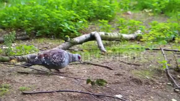 斑点鸽子行走和寻找食物典型的鸟类行为来自非洲的热带动物物种视频的预览图
