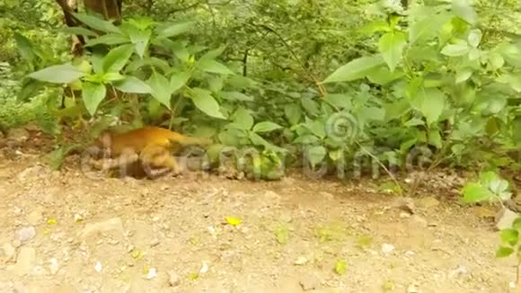 猕猴在落叶林地上吃绿果视频的预览图