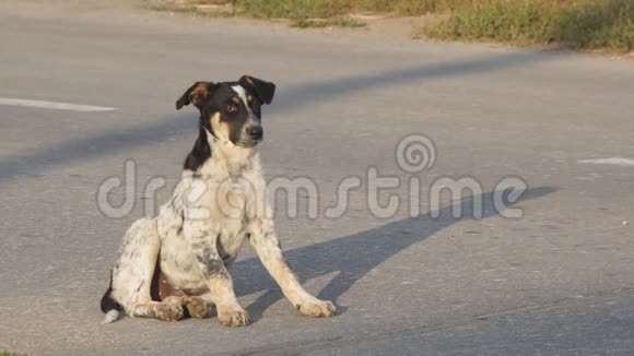 无家可归的病狗坐在柏油路上视频的预览图