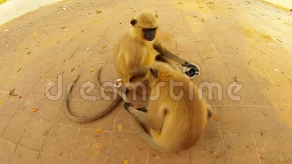 两只猴子坐在沥青上寻找尾巴上的跳蚤视频的预览图