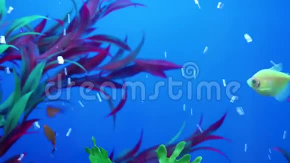 水族馆里的鱼视频的预览图