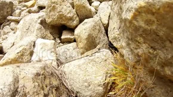 大蜥蜴坐在石头上很快就躲在喜马拉雅山的高山上视频的预览图