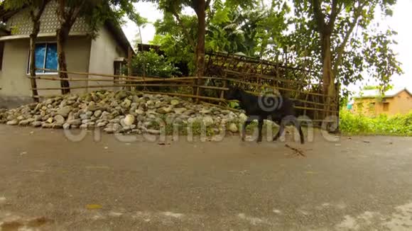 黑山羊沿着柏油路石堆柳条栅栏和乡下的房子走视频的预览图
