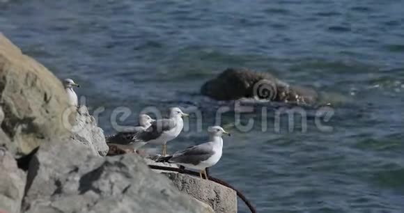 海白海鸥坐在水泥食腐动物身上视频的预览图