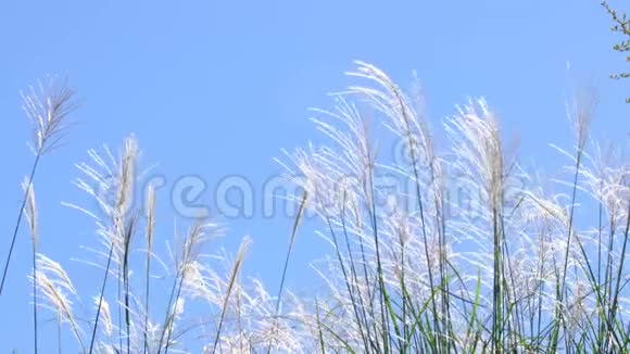日本东京2019年10月13日黄毛虫或银草或潘帕斯草被风吹动蓝天背景视频的预览图