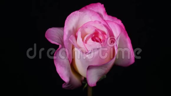粉红色的玫瑰在春天开花视频的预览图