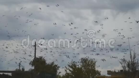 一群黑鸟乌鸦或乌鸦在阴暗的天空中飞翔视频的预览图