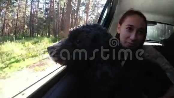一只黑狗看着车窗外走进森林坐在孩子车后座上的膝盖上关闭视频的预览图
