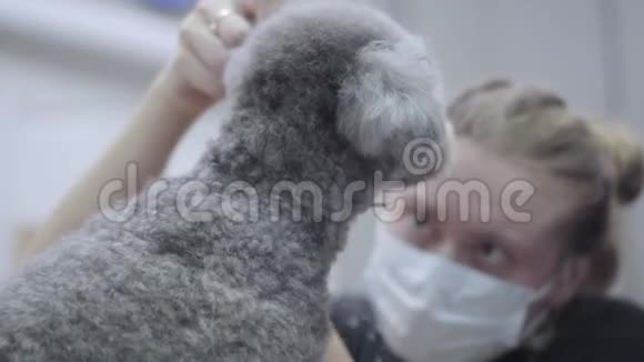 灵巧的专业宠物美容师用剪刀把羊毛剪成毛茸茸的可爱小狮子狗的发型视频的预览图