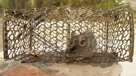 笼中捕鼠器中的老鼠试着找到背景下的蒙丹河出口视频的预览图